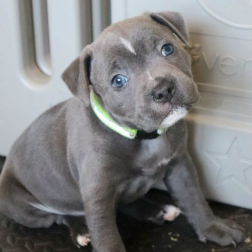 Staffie bleus lof 3 mâles à réserver #2