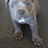 Staffie bleus lof 3 mâles à réserver #3