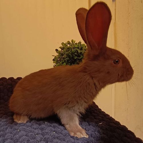 Lapin géant papillon #4