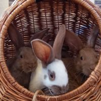 Lapin géant papillon #2