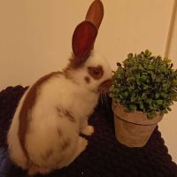 Lapin géant papillon #3