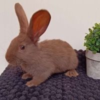 Lapin géant papillon #5