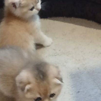 Chaton scottish fold et straight #1