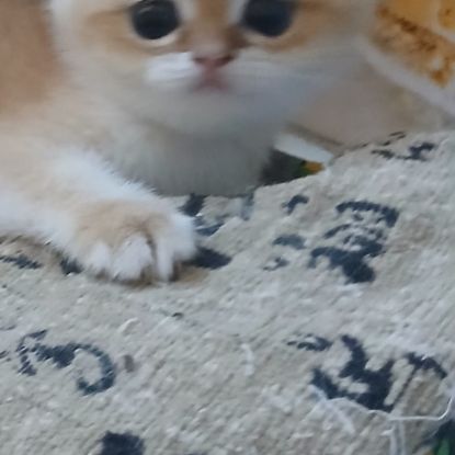 Chaton scottish fold et straight #2