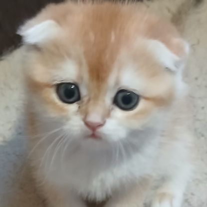 Chaton scottish fold et straight #3
