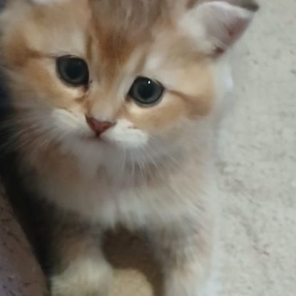 Chaton scottish fold et straight