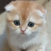 Chaton scottish fold et straight #3