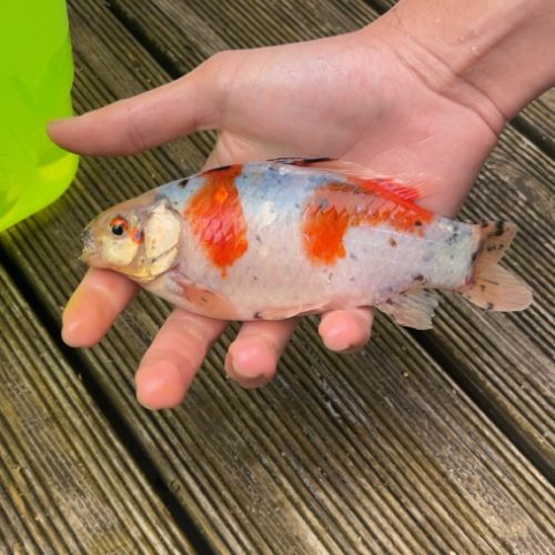 Poisson rouge #1