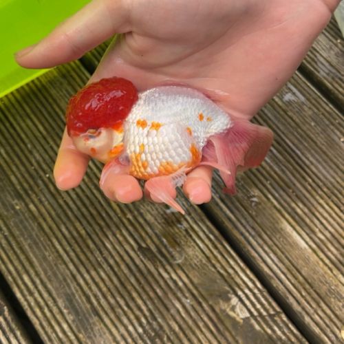 Poisson rouge