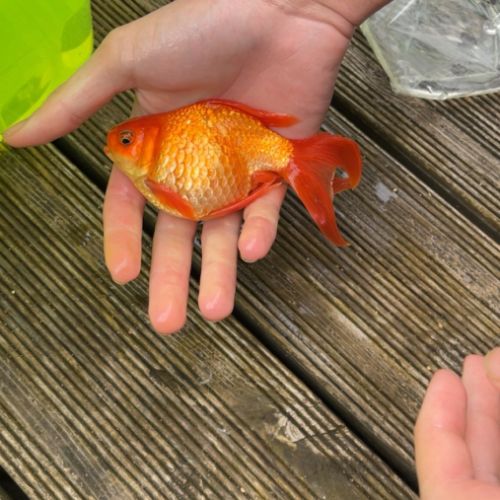 Poisson rouge #3