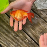 Poisson rouge #3