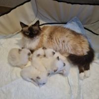 Sacré de birmanie #2