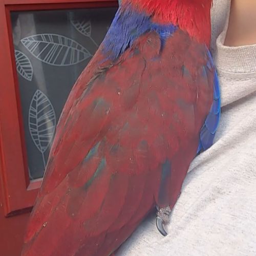 Jeune femelle eclectus pour eam très douce #2