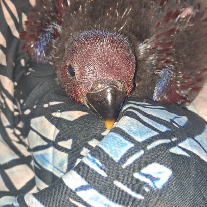 Jeune femelle eclectus pour eam très douce #2