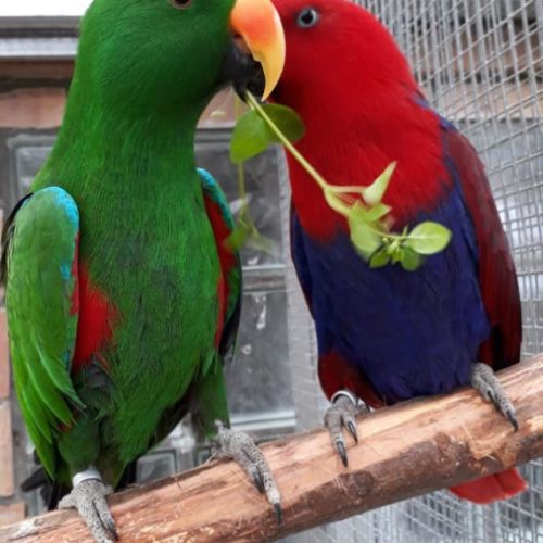 Jeune femelle eclectus pour eam très douce