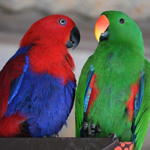 Jeune femelle eclectus pour eam très douce #5