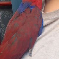 Jeune femelle eclectus pour eam très douce #3
