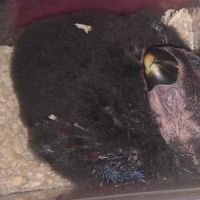 Jeune femelle eclectus pour eam très douce #1