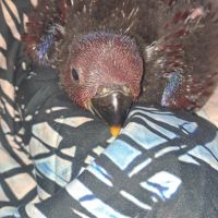 Jeune femelle eclectus pour eam très douce #2
