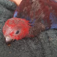 Jeune femelle eclectus pour eam très douce #3