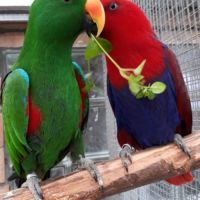 Jeune femelle eclectus pour eam très douce #0