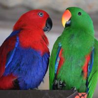 Jeune femelle eclectus pour eam très douce #5