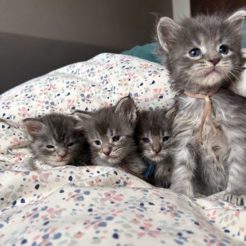 Adorables chiots maine coon
