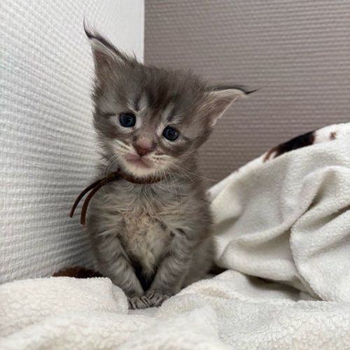 Adorables chiots maine coon #2