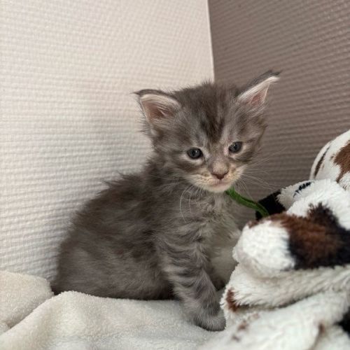 Adorables chiots maine coon #3