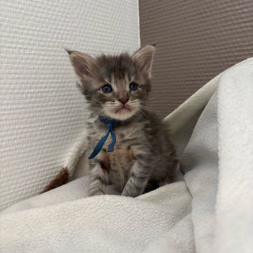 Adorables chiots maine coon #4