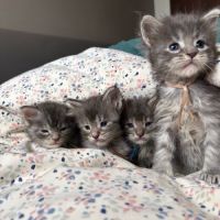 Adorables chiots maine coon
