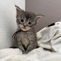 Adorables chiots maine coon #2