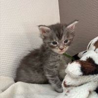 Adorables chiots maine coon #3