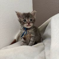 Adorables chiots maine coon #4