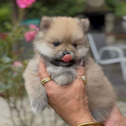 Chiot spitz disponible a la réservation
