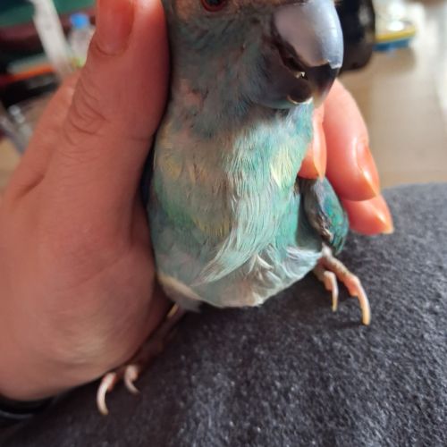 Kakariki male #2