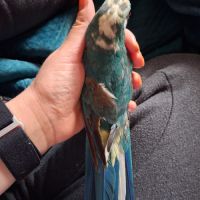 Kakariki male #1