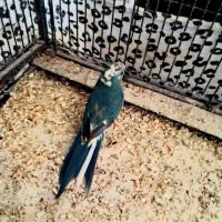 Kakariki male #0