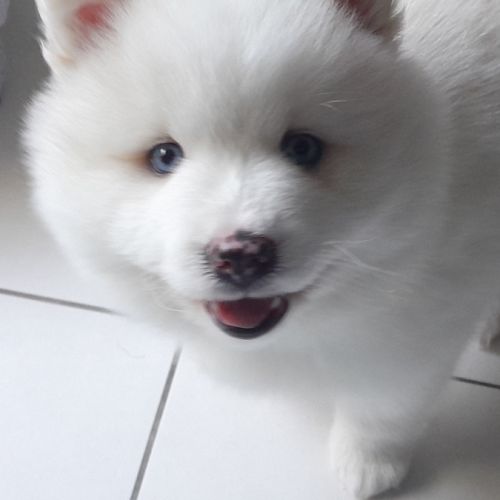 Pomsky f3 mâle, petite femelle réservée
