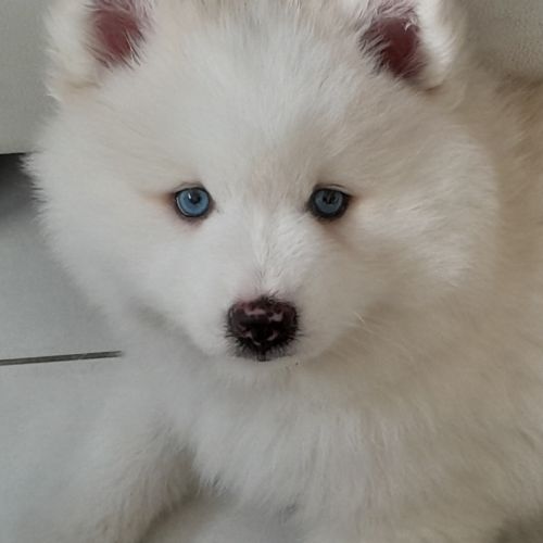 Pomsky f3 mâle, petite femelle réservée