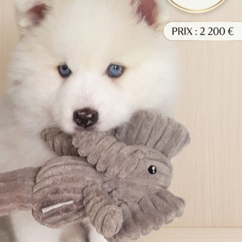 Pomsky f3 mâle, petite femelle réservée