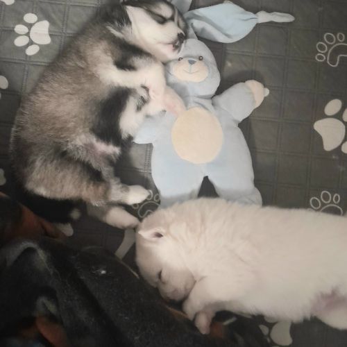 Pomsky f3 #3
