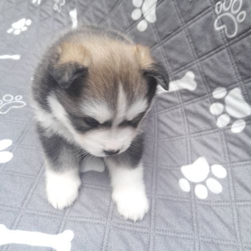Pomsky f3 #5