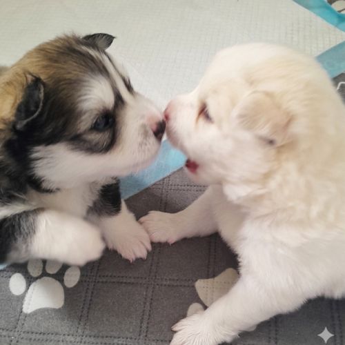 Pomsky f3 #6