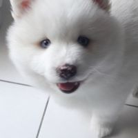 Pomsky f3 mâle, petite femelle réservée