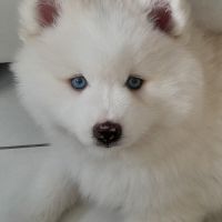 Pomsky f3 mâle, petite femelle réservée