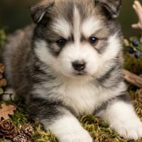 Pomsky f3 #0