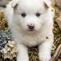 Pomsky f3 #2
