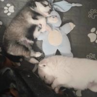 Pomsky f3 #3