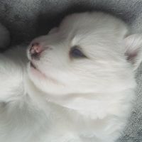 Pomsky f3 #4